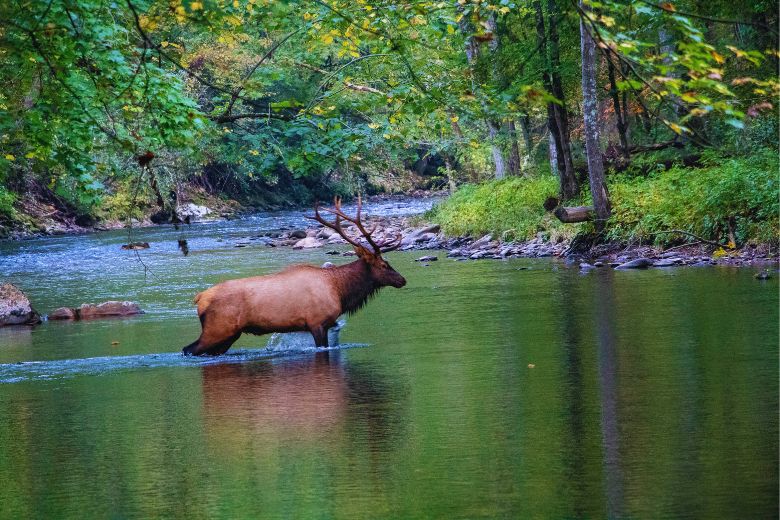 Tips for Seeing Elk in Cherokee, NC